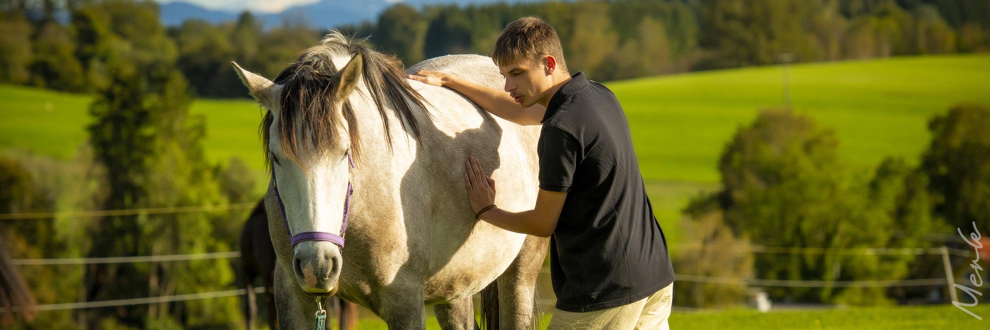 Osteopathie Pferd Viszerale Techniken