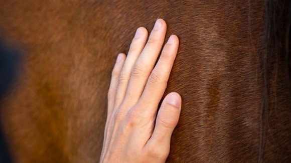Pferdeosteopathie Heilen Abtasten